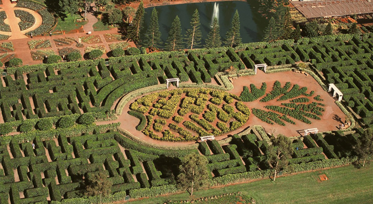 Pineapple Garden Maze