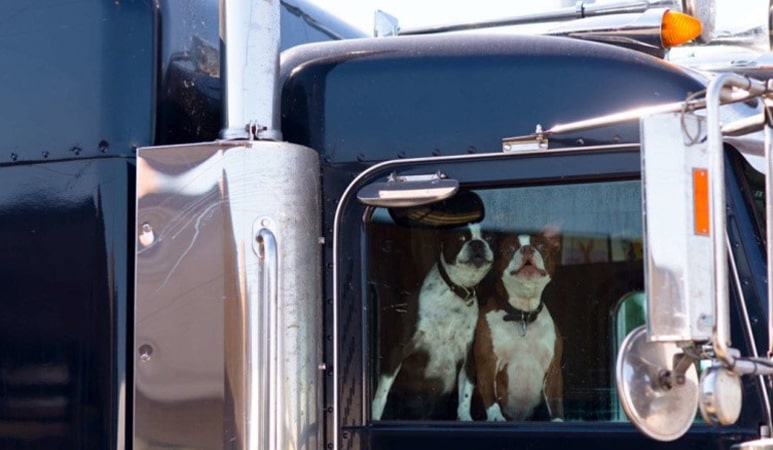 Don't leave pets in the truck