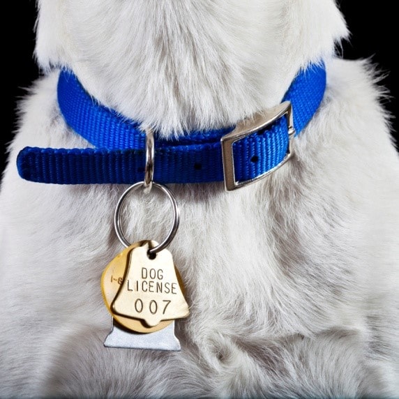Make sure pets are easily identified