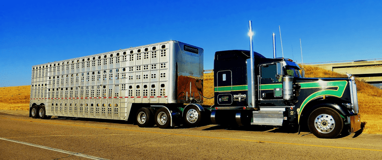 Truck transport livestock