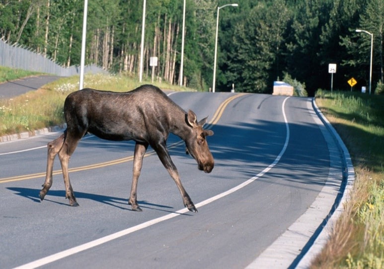 Animals often cross the road