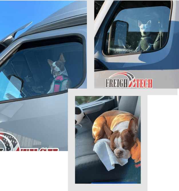 Dogs in trucks pet friendly company