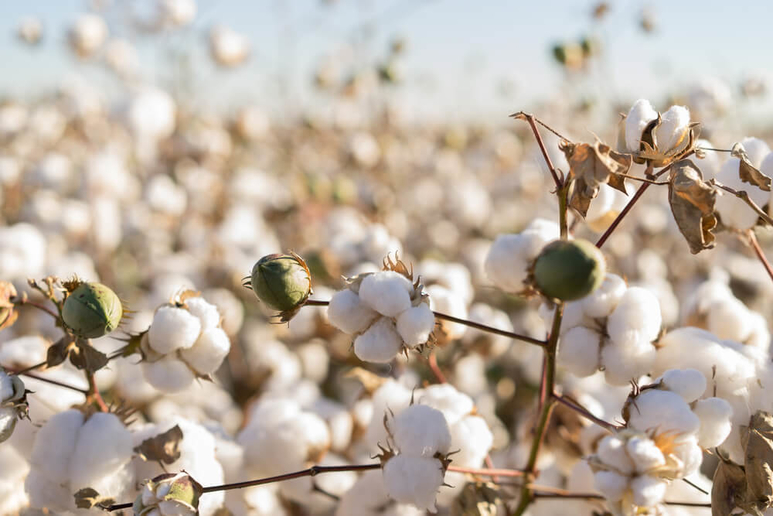 Alabama Cotton Produce Trucking Demand