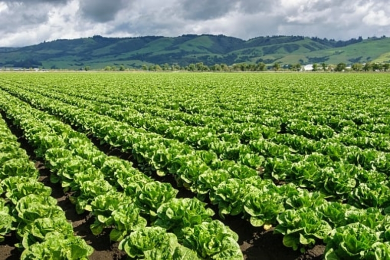 Arizona Lettuce Produce Trucking Demand