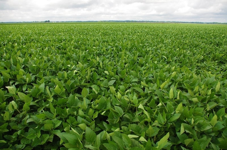 Arkansas Soybeans Produce Trucking Demand 