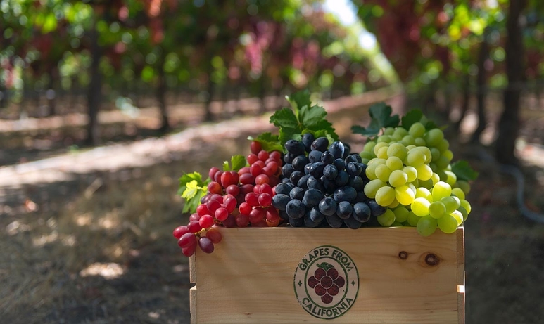 California Grapes Produce Trucking Industry