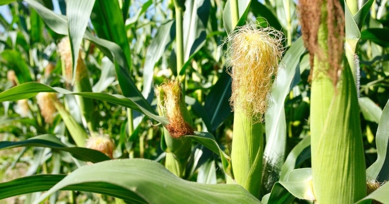 Delaware Corn Produce Trucking Demand