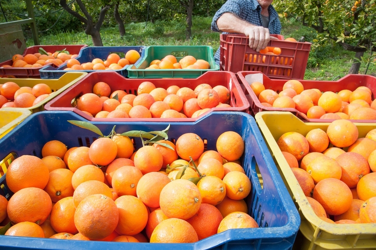 Florida Orange Produce Trucking Demand