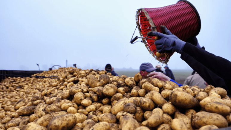 Idaho Potato Produce Trucking Demand