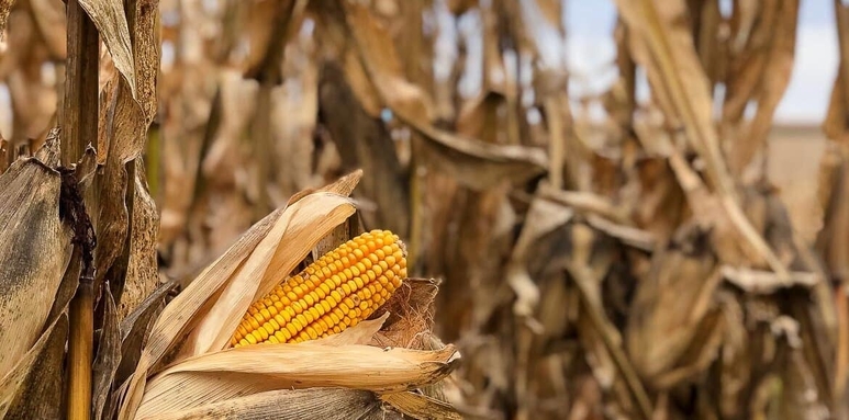 Iowa Corn Produce Trucking Demand