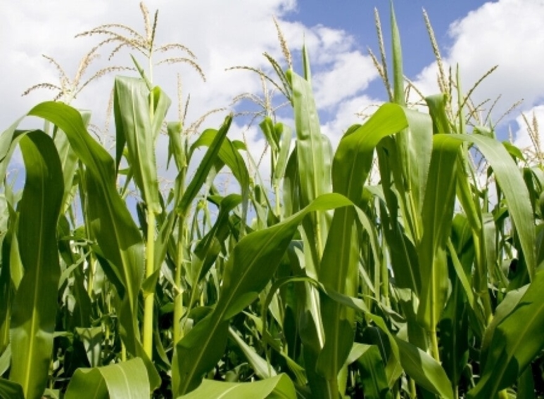 Kentucky Produce Soybeans Trucking Demand