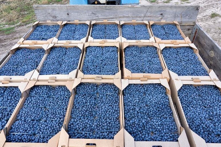 Maine Blueberries Produce Trucking Demand