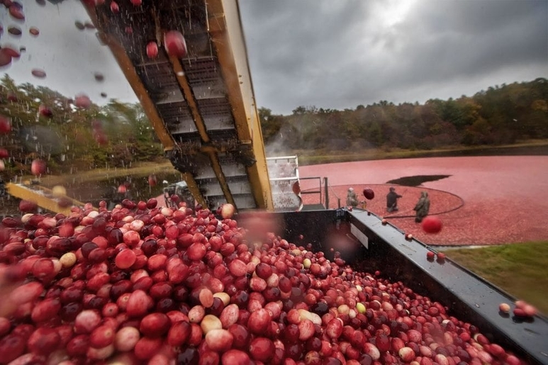 Massachusetts Cranberry Produce Trucking Demand