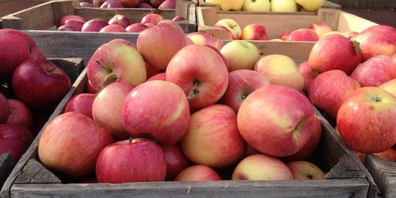 Michigan Apples Produce Trucking Demand 