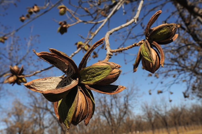 new mexico pecan produce trucking demand