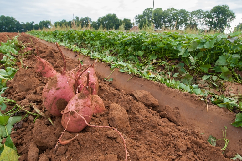 north Carolina sweet potato produce trucking demand
