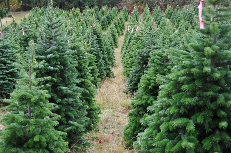 Oregon Christmas Trees Produce Trucking Demand