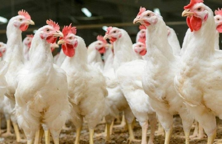 poultry virginia produce trucking demand