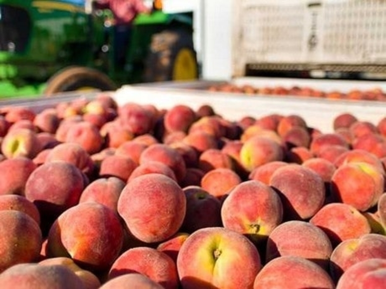 south carolina peaches produce trucking demand