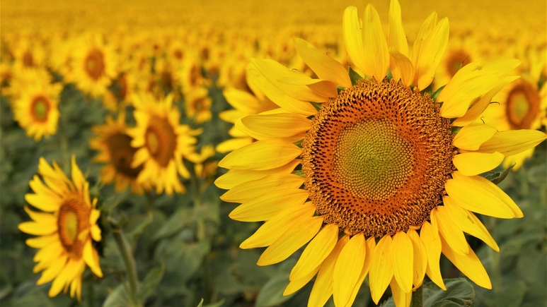 south dakota sunflowers poduce trucking demand
