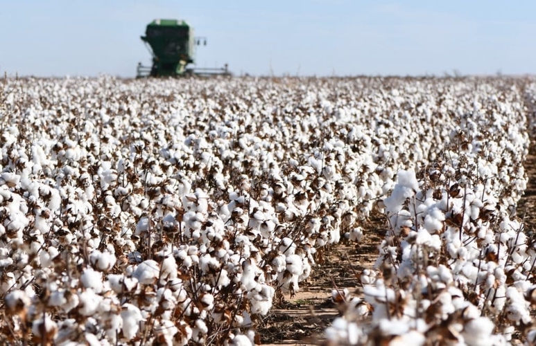 texas cotton produce trucking demand