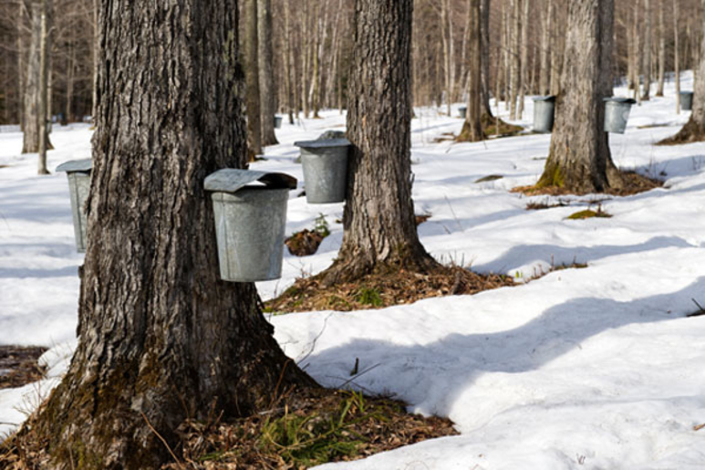 vermont maple syrup produce trucking demand