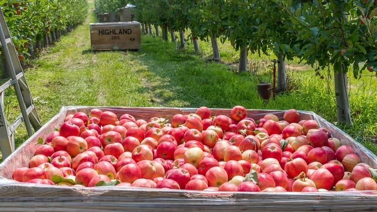 washington apple produce trucking demand